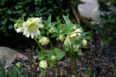 Heleborus2607.jpg