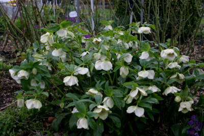 Heleborus2707.jpg