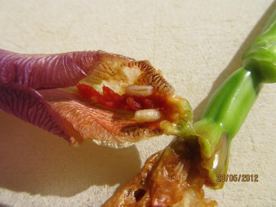 last may 004 Iris Bud Fly Knospe geöffnet small.JPG