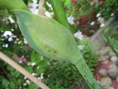 Iris bud fly small 001.JPG