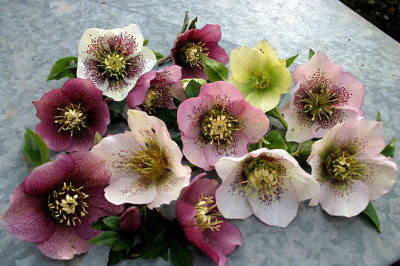 Heleborus220721.jpg