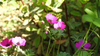 DSCN2779.JPG