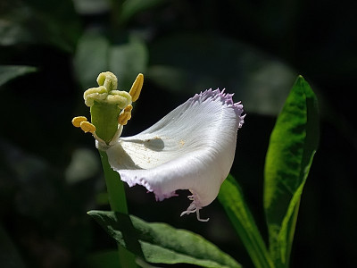 DSC_2966-Tulpe gefranst_024.JPG