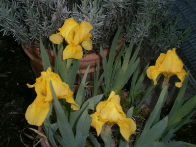 Frühling 16 006.JPG