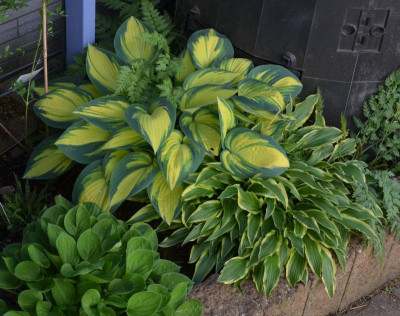 Hostas.18-1.jpg