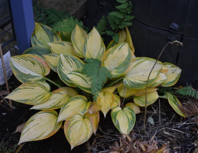 Hosta-RememberMe.17-2.jpg