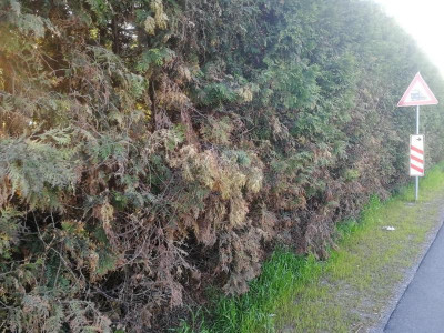 Hecke.jpg