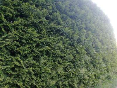 hecke gesund2.jpg