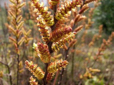 Myrica-gale-0703a.jpg