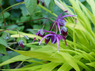2018-05-07 Epimedium 'Korin' 1.jpg