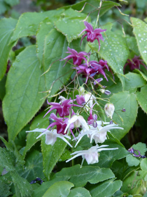 2018-05-07 Epimedium 'Perrine's White' - 'Royal Purple' 1.jpg