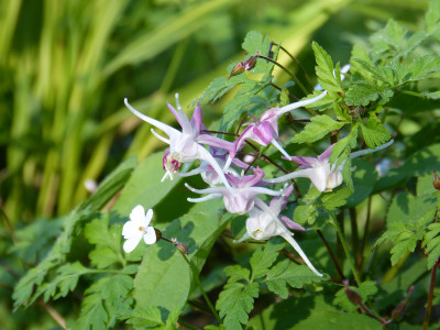 2018-05-06 Epimedium 'Kotobuki'.jpg