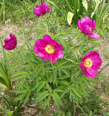 IMG_20180501_135529_ePaeonia officinalis ssp officinalis_Baldo.jpg