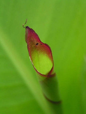 canna_farbe.jpg
