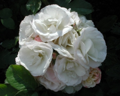 bouquet_parfait2.JPG