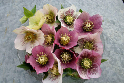 Heleborus20071k.jpg