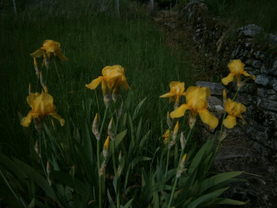 geigersberg mai 17 037.JPG