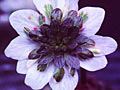 japonica-031.jpg