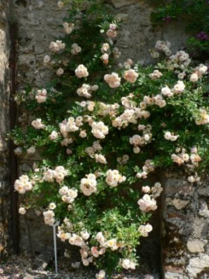 GislaineDeFeligonde.JPG