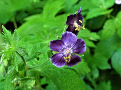 gphaeum18.img.JPG