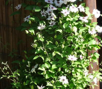 clematis02.jpg