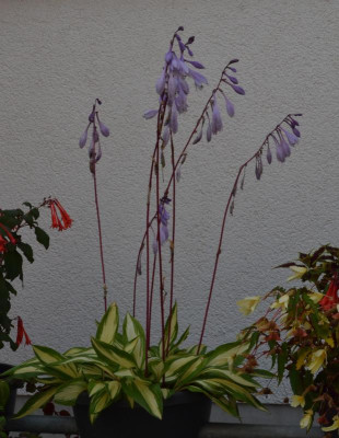 Hosta-CherryBerry.16-1.jpg