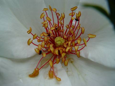 White_Wings_Detail.jpg