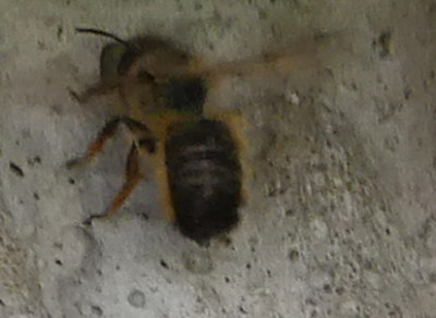wildbiene.JPG