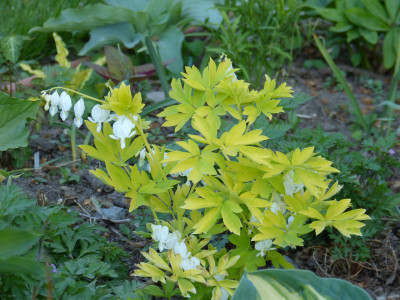 2018-05-08 Dicentra 'White Gold' 1.jpg