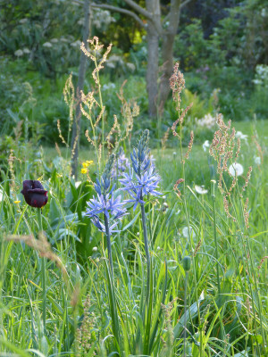 2018-05-08 Camassia.jpg