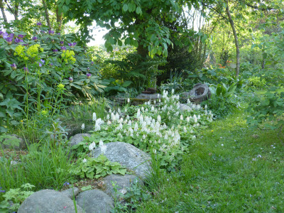 2018-05-08 Tiarella.jpg
