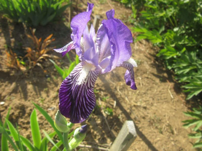 IMG_1896.JPG