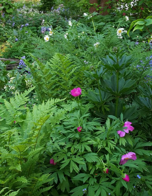 IMG_20180508_200123_eGarten_05-2018.jpg