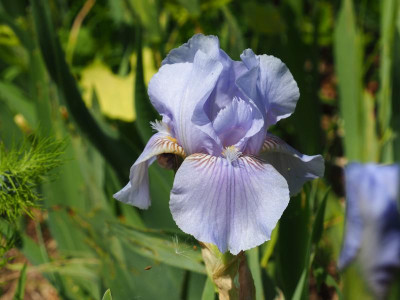 Iris IB Morgendämmerung P5080258.JPG
