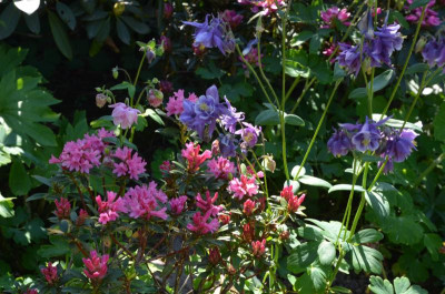 Rhododendron_ferrugineum.18-1.jpg