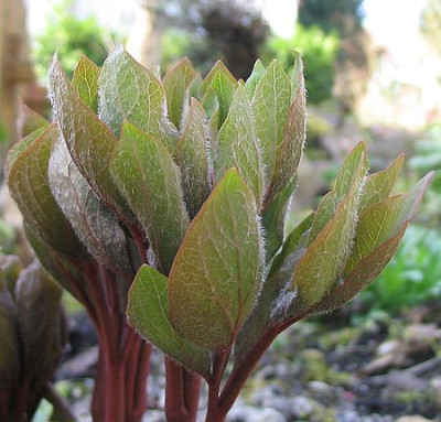Paeonia_officinalis_va._huthii_fars_2007.jpg