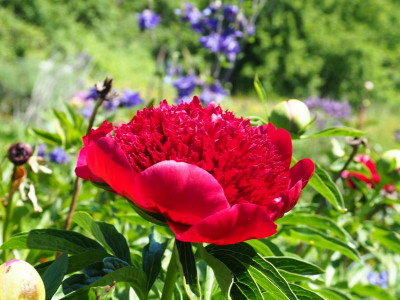 Paeonia Red Charme P5080246.JPG