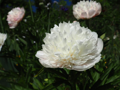 Paeonia officinalis Alba Plena P5080249.JPG