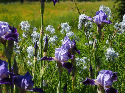 Iris Rheintraube vor Amsonia hubrichtii P5080255.JPG