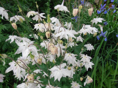 Aquilegia_clematiflora_alba3.jpg