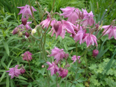 Aquilegia_clematiflora75.jpg