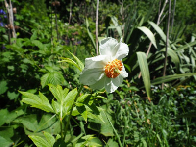 Paeonia 'Early Windflower' P5080238.JPG
