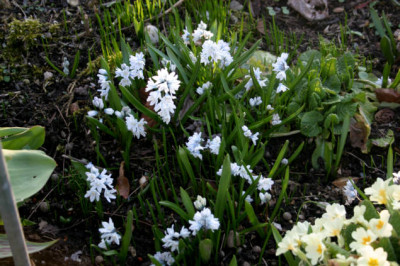 Puschkinie0107.jpg
