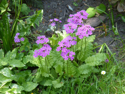 2018-05-09 Primula sieboldii 'Nankin Kozakura'.jpg