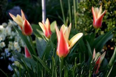 Tulpen0107.jpg