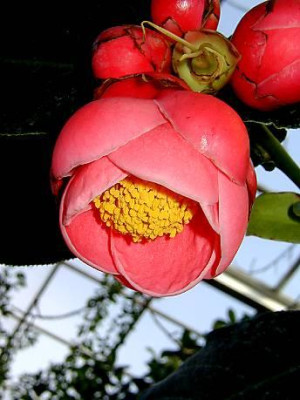 C._amplexicaulis_Fl._katuba_2-1.JPG