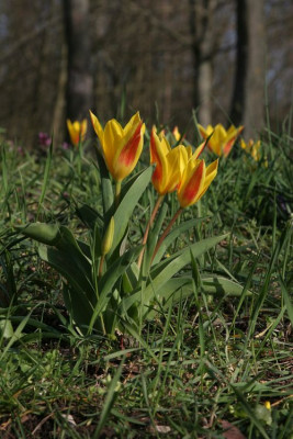 Tulpen-in-der-Stadt.jpg