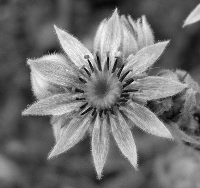sempervivum_bluete.jpg