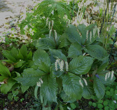 Chloranthus sessilifolius ...  9.5.18 006.jpg