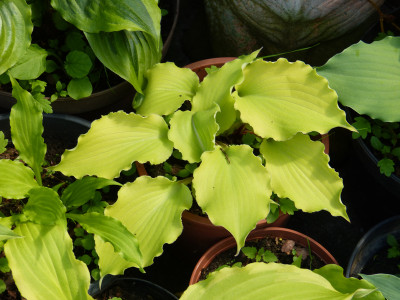 2018-05-09 Hosta 'Jessica Alba'.jpg